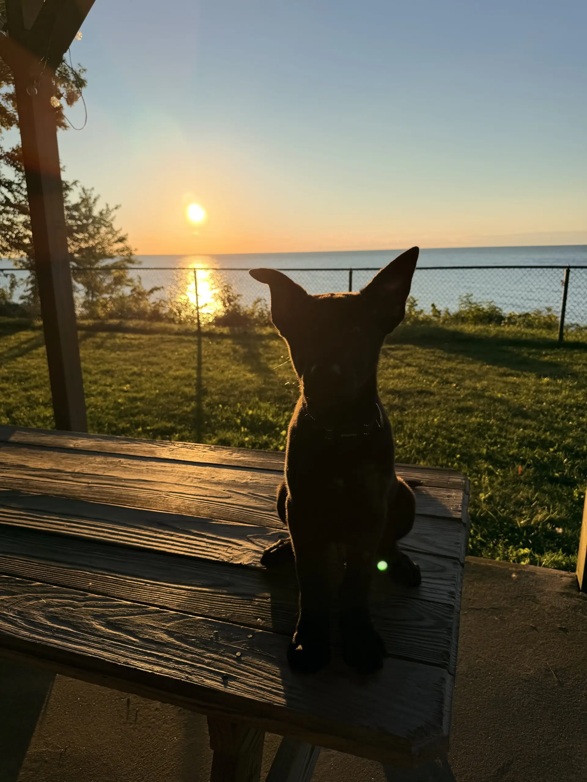 K-9 Bane Joins the Timberlake, Ohio Force